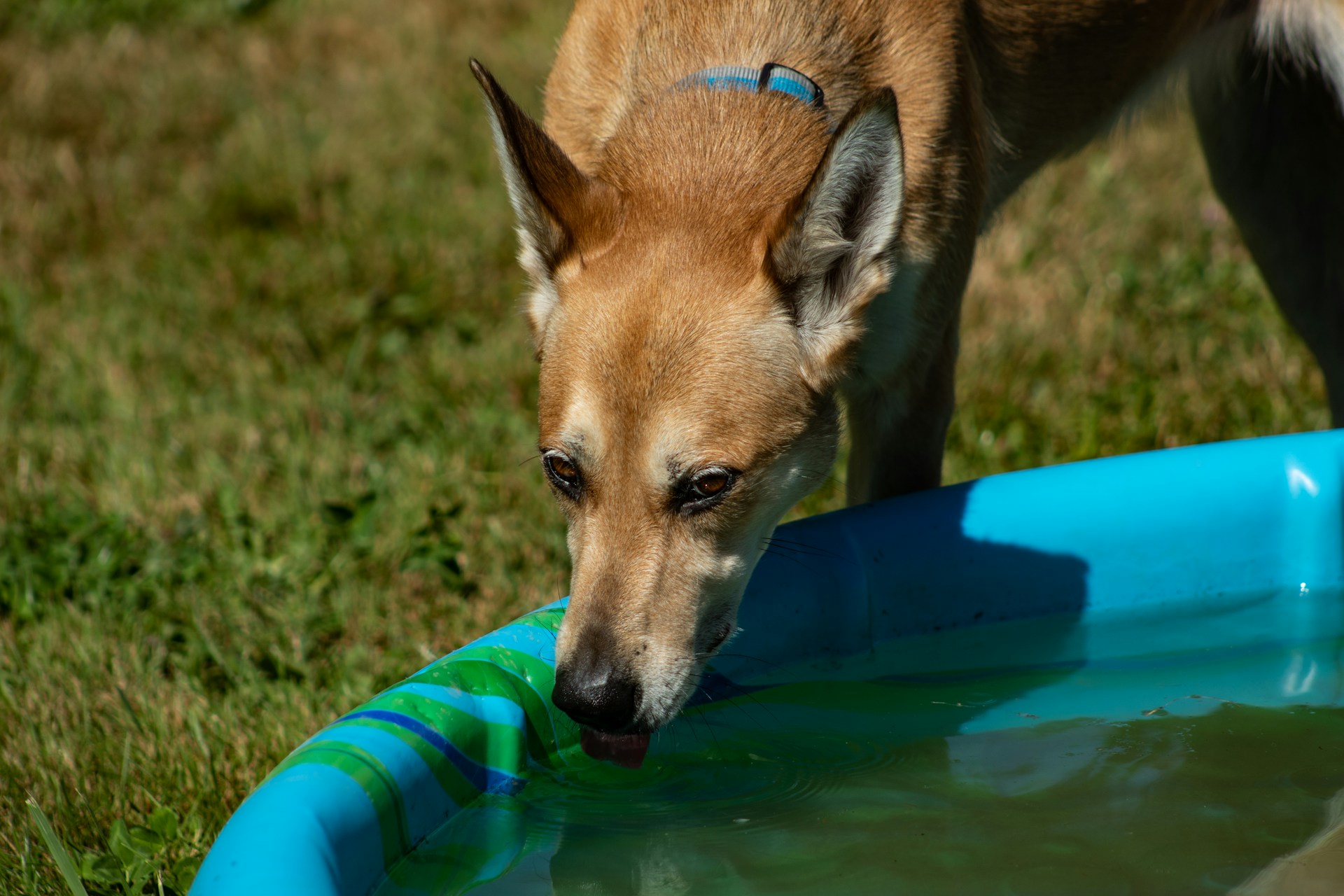 Why Is My Old Dog Drinking a Lot of Water? Vet Explains 2025 Guide