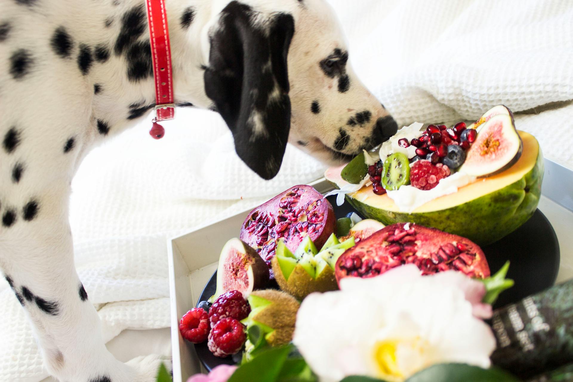 Dogs Can Safely Eat Mango With These Guidelines